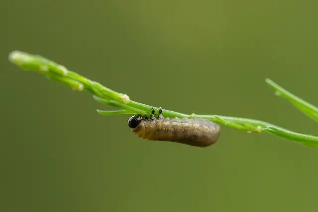A grey asparagus beetle larva feeding on an asparagus stem