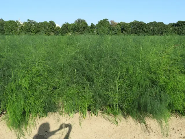 A row of tall, feathery asparagus foliage in early summer