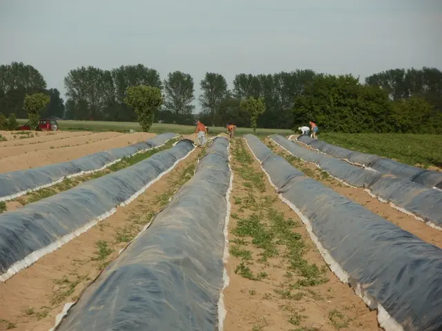 Ridged rows of white asparagus covered with black and white film in a field