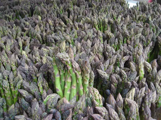 Bundles of freshly cut green asparagus spears