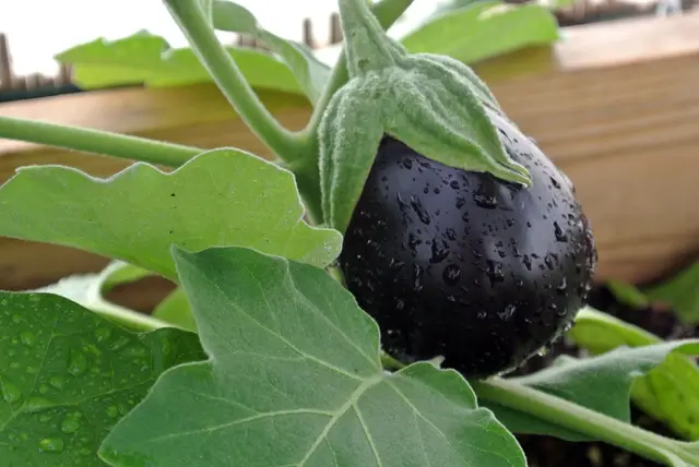 A glossy dark round aubergine with raindrops, hanging among leaves in a wooden raised bed