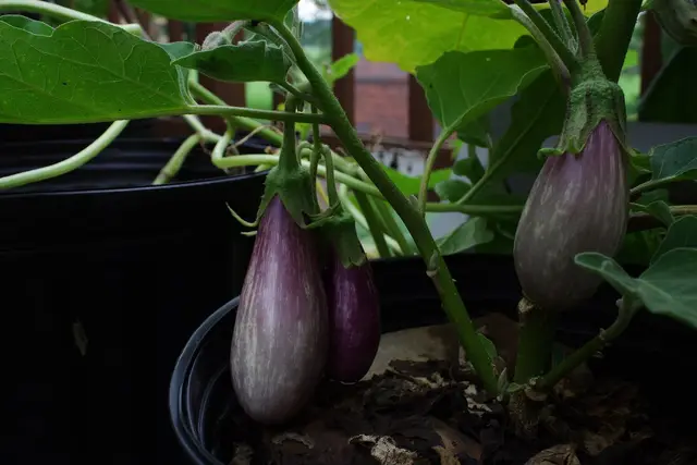Three slim violet and white striped aubergines hanging from a pot-grown plant
