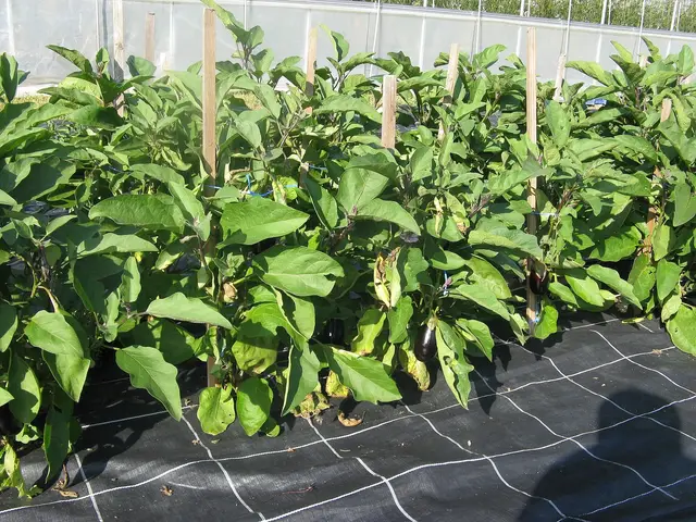 A row of staked aubergine plants growing outdoors on black mulch fleece