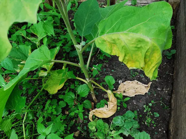 An aubergine plant with yellowing and dried lower leaves from verticillium wilt