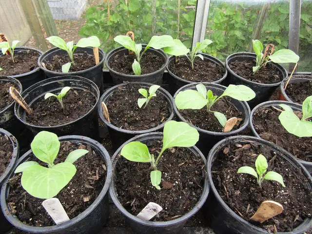 Young aubergine plants in black pots on a greenhouse bench