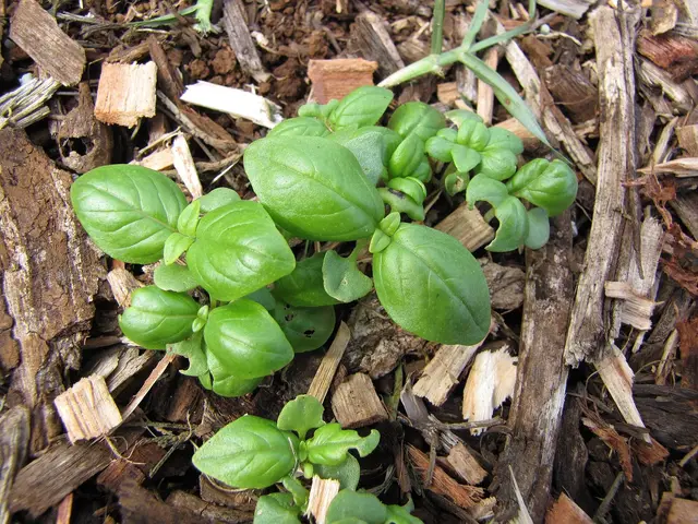 Young basil plants in a bed mulched with wood chips