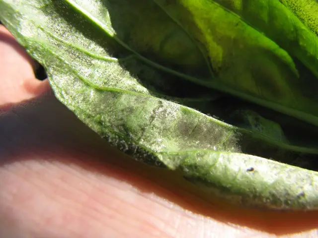 The underside of a basil leaf with dark grey downy mildew spores