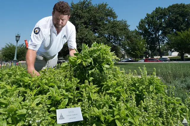 A gardener picking shoot tips from a dense row of green basil in a vegetable garden