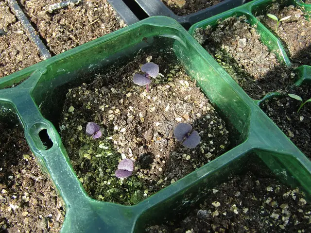Young purple basil seedlings in a seed tray
