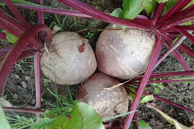 Beetroot growing in a home garden in Germany