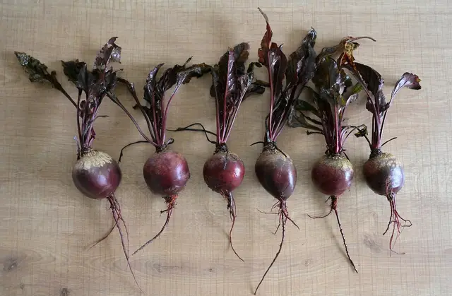 Freshly harvested beetroot from a home garden