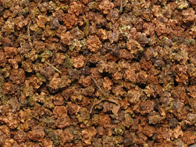 Close-up of beetroot seeds, each a corky cluster