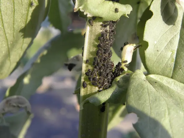 A dense colony of black bean aphids on a broad bean stem
