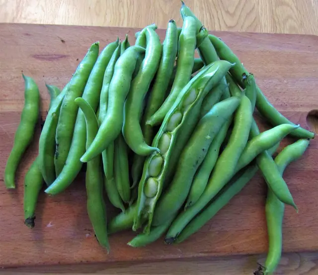 Freshly picked broad bean pods on a wooden board