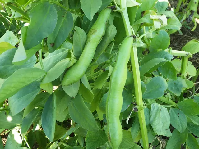 Broad bean plant with long, plump green pods ready to pick