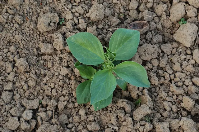 A young broad bean plant with its first grey-green leaves in stony soil