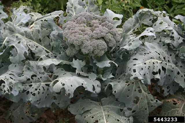Broccoli leaves riddled with holes from small white caterpillars