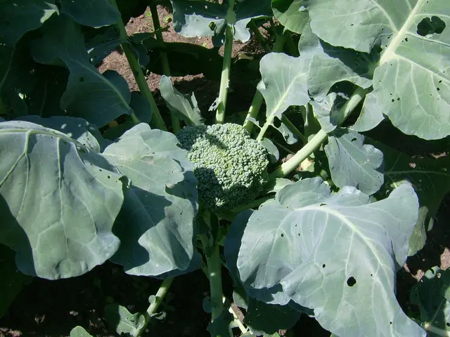 A broccoli plant in a garden bed with a young green head among large leaves