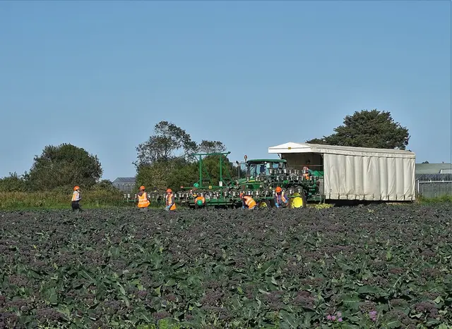 Broccoli being harvested in a field with a harvesting rig