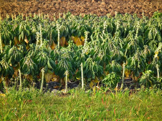 Brussels sprout stalks with sprouts in a field near Heidelberg in December