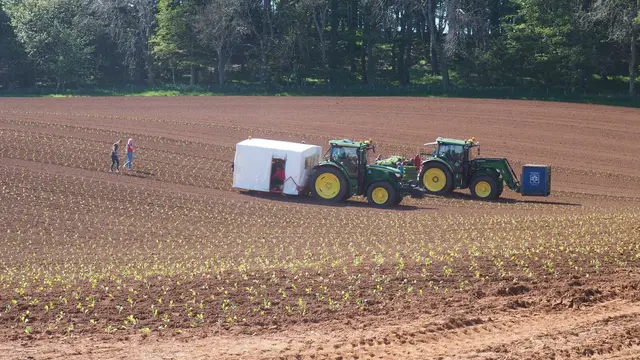 Young Brussels sprout plants being planted out in rows
