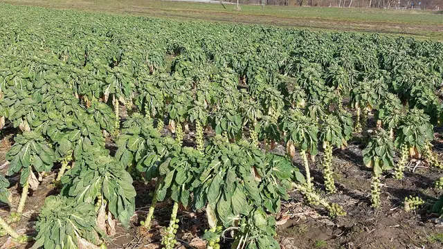 Rows of tall Brussels sprout plants in a field on a sunny winter day