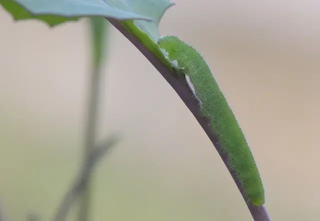 A green caterpillar of the small white on a cabbage leaf stalk