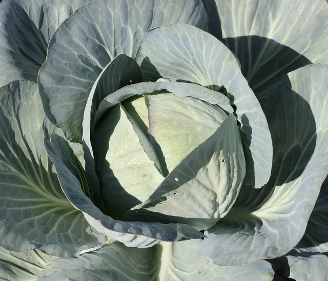 A firm white cabbage head surrounded by blue-green outer leaves