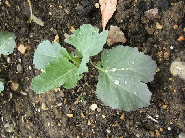 A savoy cabbage with crinkled leaves growing in a garden bed