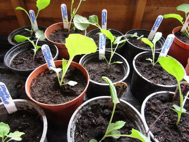 Cabbage seedlings in small pots in a greenhouse