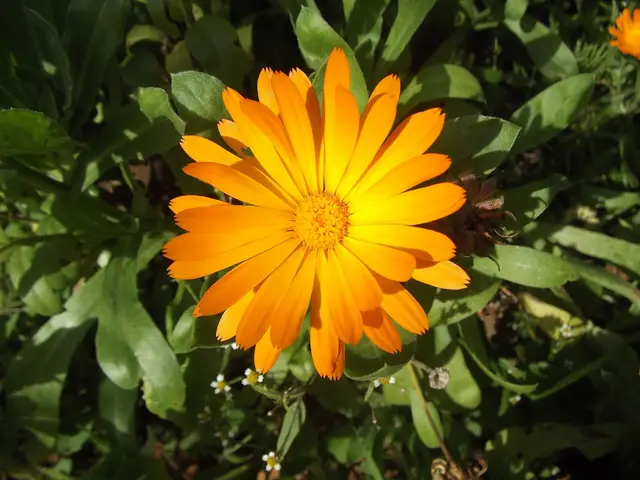 A bright orange calendula flower among green leaves
