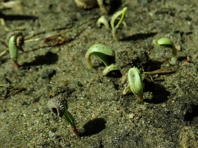 Calendula seedlings emerging from bare soil in an allotment bed
