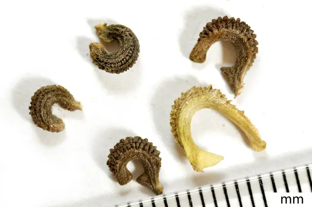 Several curved, ridged calendula seeds of different shapes next to a millimetre scale
