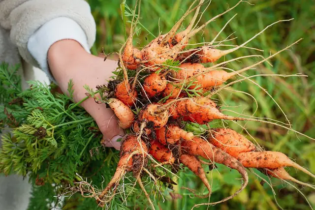A hand holding a bunch of freshly pulled homegrown carrots with their feathery leaves