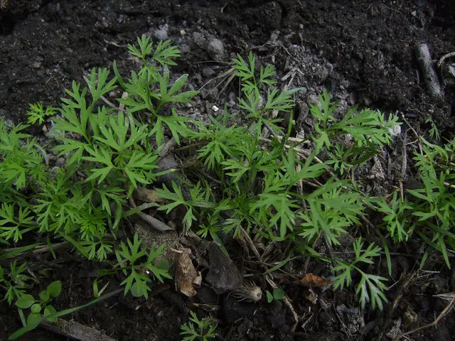 Young carrot plants with finely divided leaves in dark garden soil