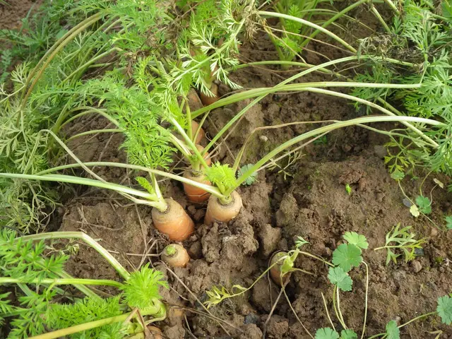 Carrots still growing in a garden bed in January, their orange shoulders showing