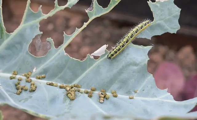 A large white caterpillar and a cluster of eggs on a chewed cauliflower leaf