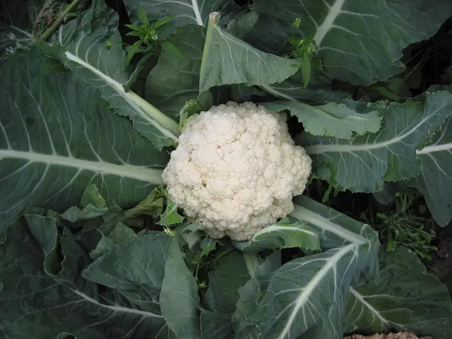 A white cauliflower head nestled in its large green leaves