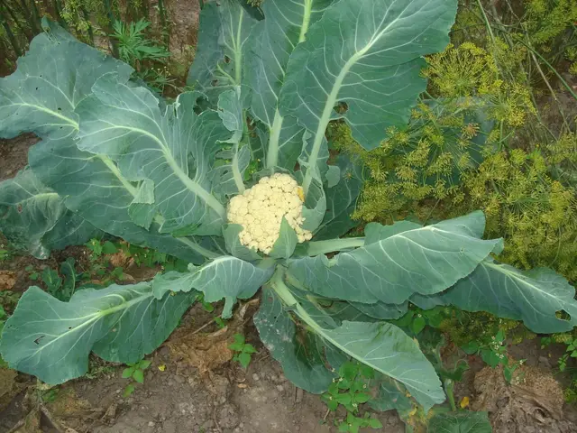 A cauliflower plant in a garden with a small young curd in the centre