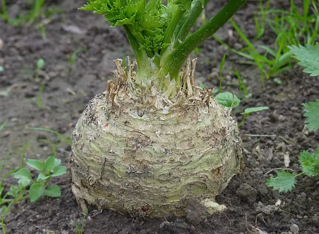 Celeriac plants with swollen roots and leafy tops in a vegetable garden