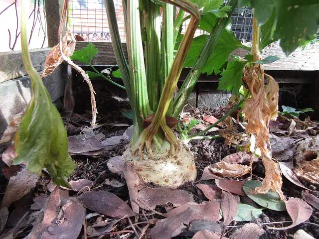 A celeriac root swelling at soil level in October