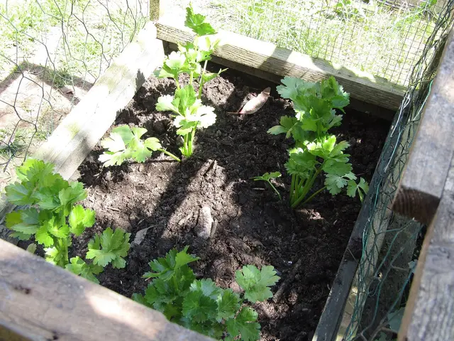 Young celeriac plants in a raised bed in early June