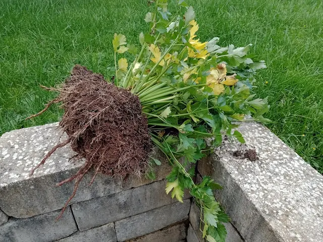 Freshly lifted celery plants with roots and leaves