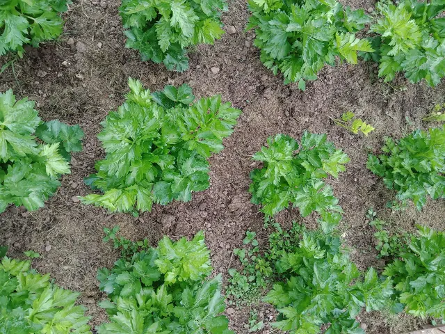 Rows of stalk celery growing in a vegetable garden in summer