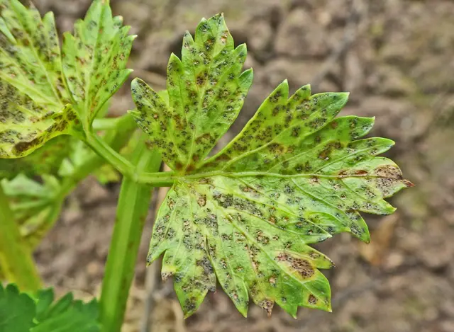 A celery leaf with brown spots caused by Septoria leaf spot
