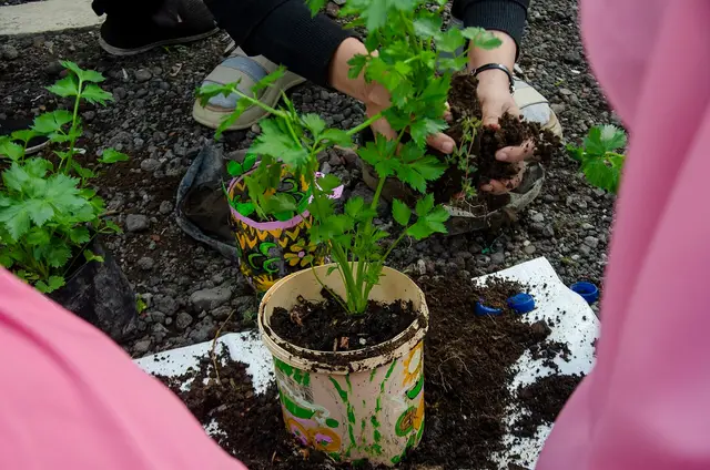 Young celery plants being planted out from small pots