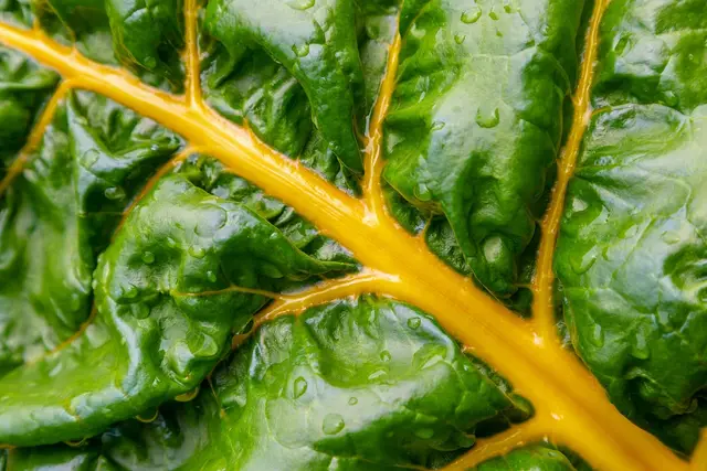 Close-up of a Swiss chard leaf with a bright yellow midrib