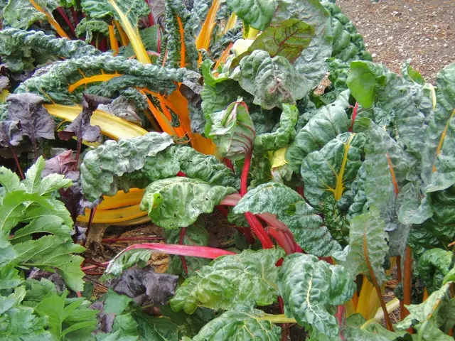 Swiss chard plants ready for picking in a vegetable garden