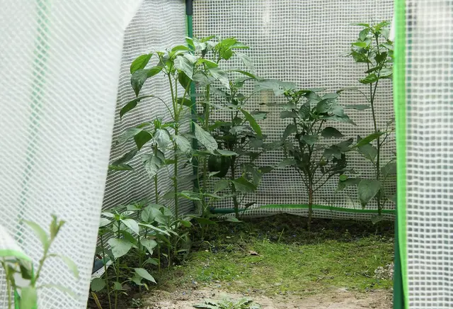 Chilli and pepper plants growing in a garden polytunnel in summer
