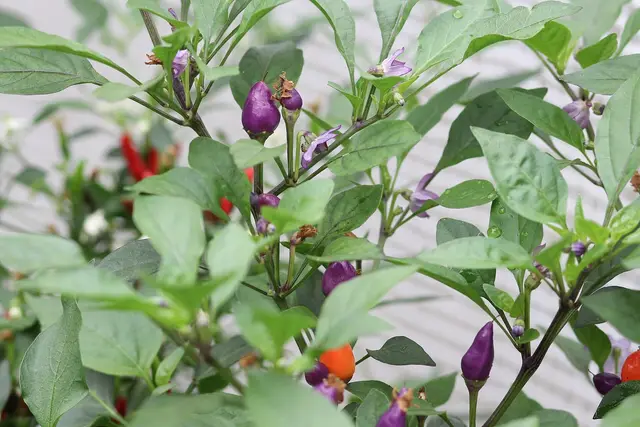 A chilli plant carrying purple, yellow, orange and red fruits at the same time